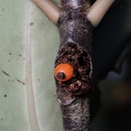 Anthorrhiza recurvispina